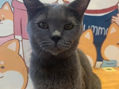 -是阿柴呀！柴犬咖啡·爱喵喵猫咖