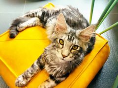 -十年猫舍·猫咪专门店(普陀店)