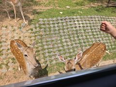-秦皇岛野生动物园