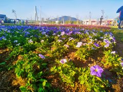 -芒洲湿地公园