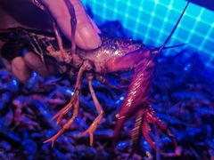 -王红军龙虾(新民路店)