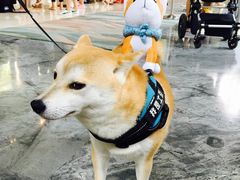 -上海崇明金茂凯悦酒店