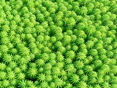 -云溪植物园