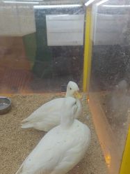 -神奇动物撸宠馆·羊驼·小浣熊·异宠(豫园店)