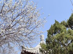 -桃花堤公园