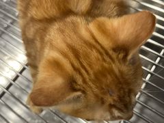 -顺强宠物诊所·狂犬免疫·夜诊·骨科(嘉定店)