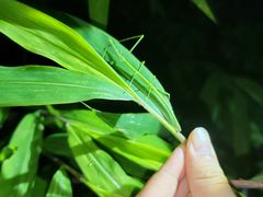 -火炉山森林公园