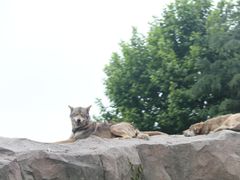 -野生动物园-停车场