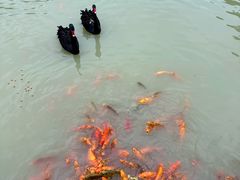 -中国扬子鳄村