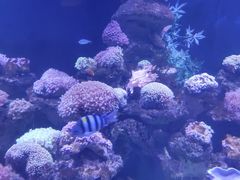 -芜湖新华联大白鲸海洋公园