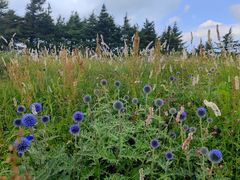 -白草畔自然风景区