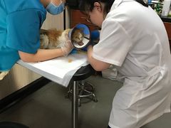 -安安宠医宠物医院·异宠·犬猫内科(岳阳分院)