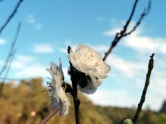 -南国桃园旅游度假区