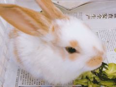 -瑞派·关忠动物医院·异宠专科·犬猫肿瘤·皮肤专科(望京店)