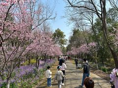 -上海海湾国家森林公园