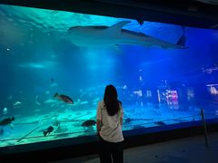 -烟台海昌鲸鲨海洋公园