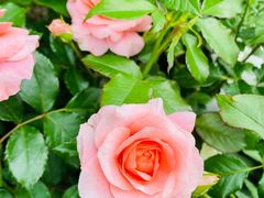 -金陵花卉交易市场