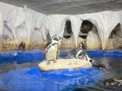 -太平洋海底世界