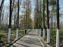 -合肥滨湖国家森林公园