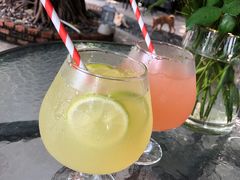 -柴犬高等学院·狗咖·柴犬售卖·宠物训练