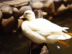 -馬蘭花開(车站大道店)