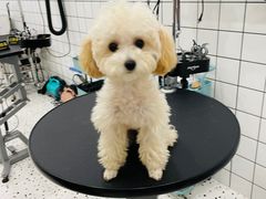 -BABIT巴比特宠物(MOMOPARK店)