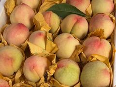 -南汇新场正宗水蜜桃采摘