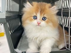 -lincat·猫舍(广州店)