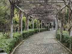 -叶家花园