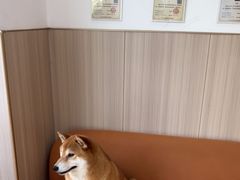 -申普宠物医院·眼科·心内科·影像科(普陀分院)