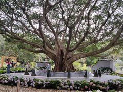 -深圳仙湖植物园