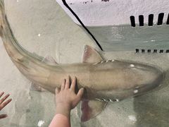 -大阪海游馆
