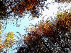 -上海海湾国家森林公园