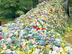 -上海共青森林公园