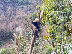 -卧龙中华大熊猫苑神树坪基地
