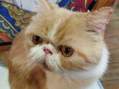 -more than meow吴止猫主题餐厅(承德 中船汇店)