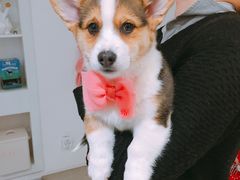 -BABYDOG宝贝狗宠物乐园(欧洲城店)