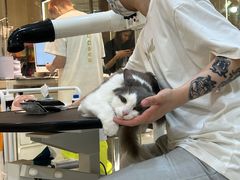 -momokira米努特·德文卷毛猫·棉花面纱犬
