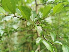 -羚羊峡古栈道森林公园