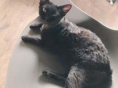 -东方名猫馆·英短金渐层布偶猫舍(环线广场1号楼店)