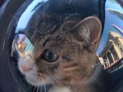 -爱派特动物医院·全科诊疗中心