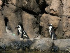 -林肯公园动物园