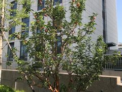 -首都医科大学附属北京潞河医院