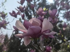 -桃花堤公园