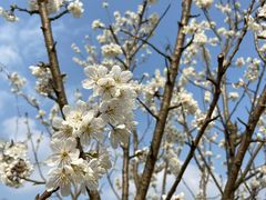 -樱桃山旅游景区