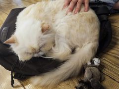 -萌喵宠狗爱心宠咖