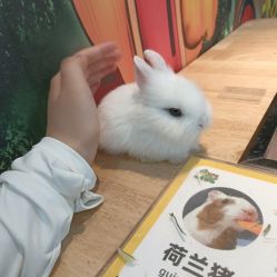 点击看大图 -神奇动物撸宠馆·羊驼·小浣熊·异宠(豫园店)