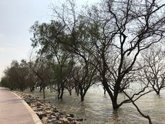 -宝安西湾红树林湿地公园