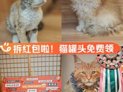 -猫十亿·布偶金渐层·曼基康矮脚猫舍(青年路店)