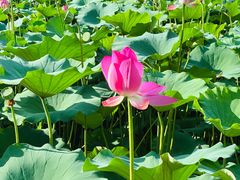 -东郊湿地公园